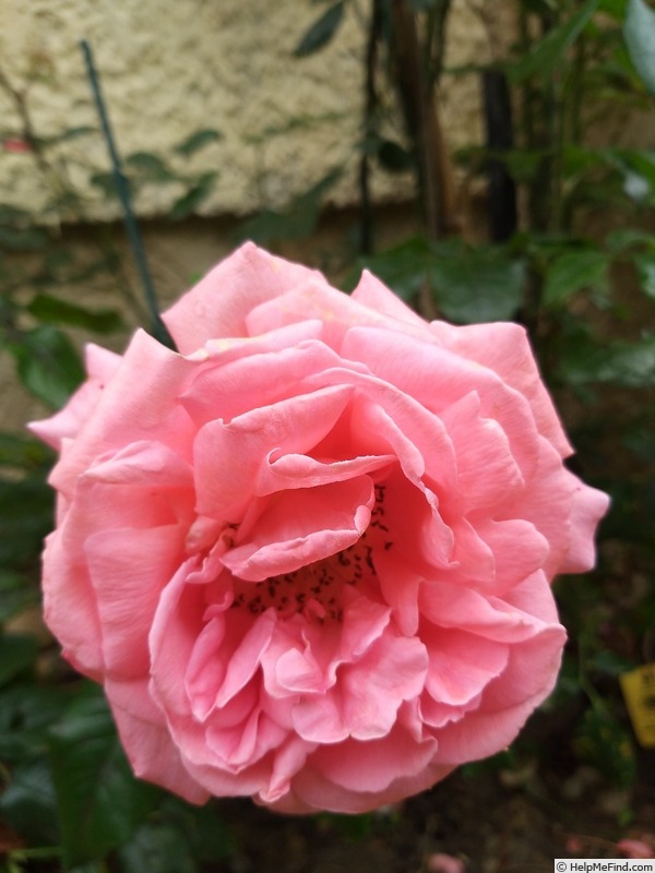 'Special Anniversary' rose photo