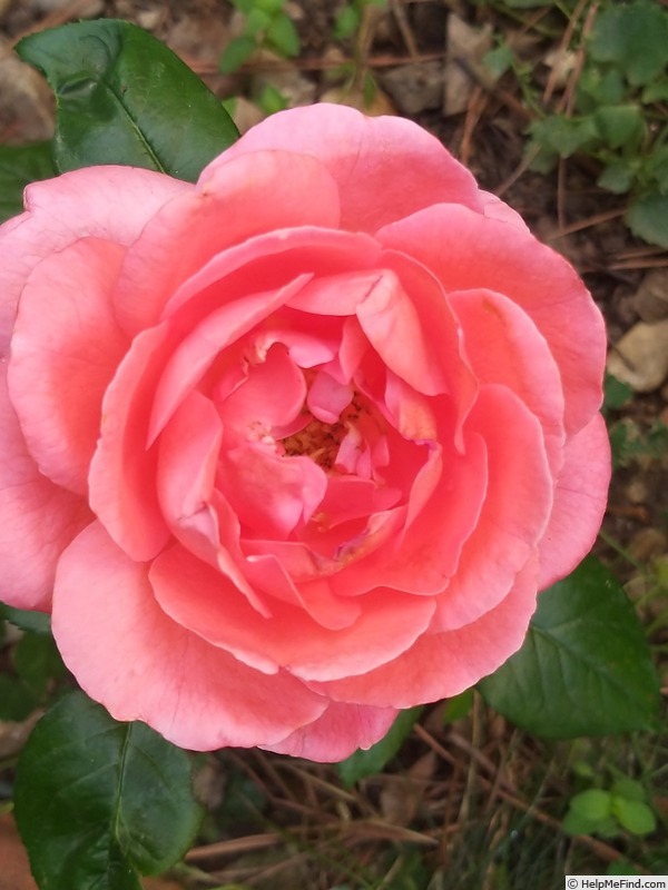'Special Anniversary' rose photo
