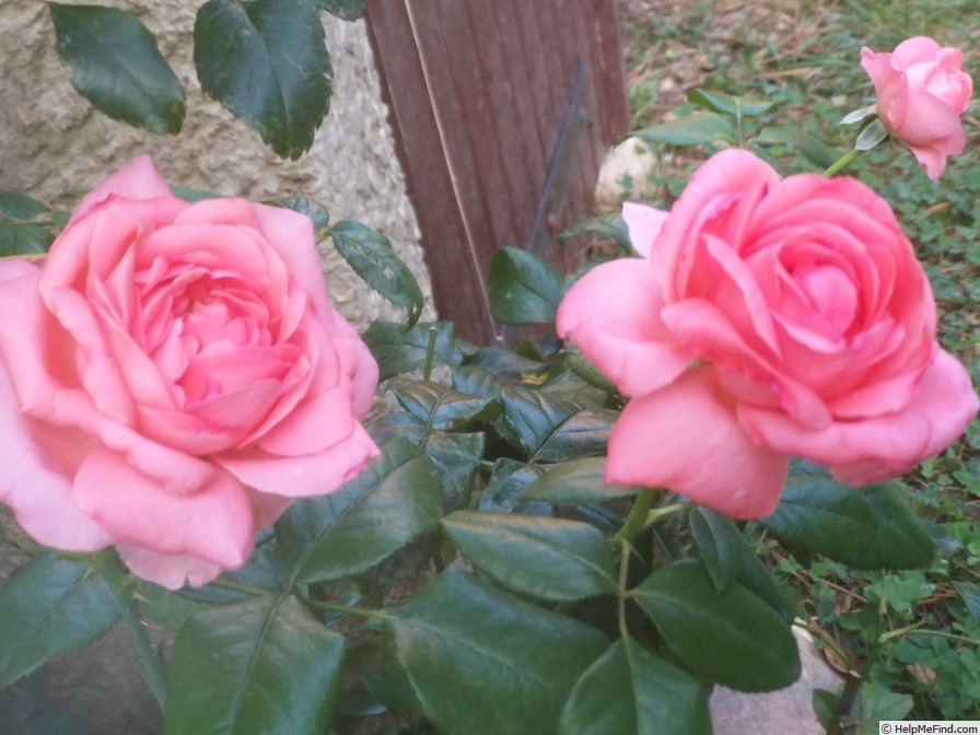 'Special Anniversary' rose photo