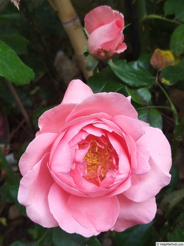 'Special Anniversary' rose photo