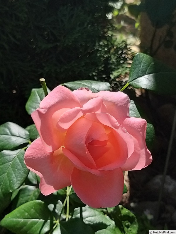 'Special Anniversary' rose photo