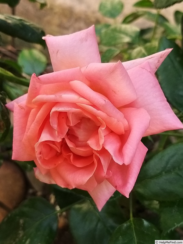 'Special Anniversary' rose photo