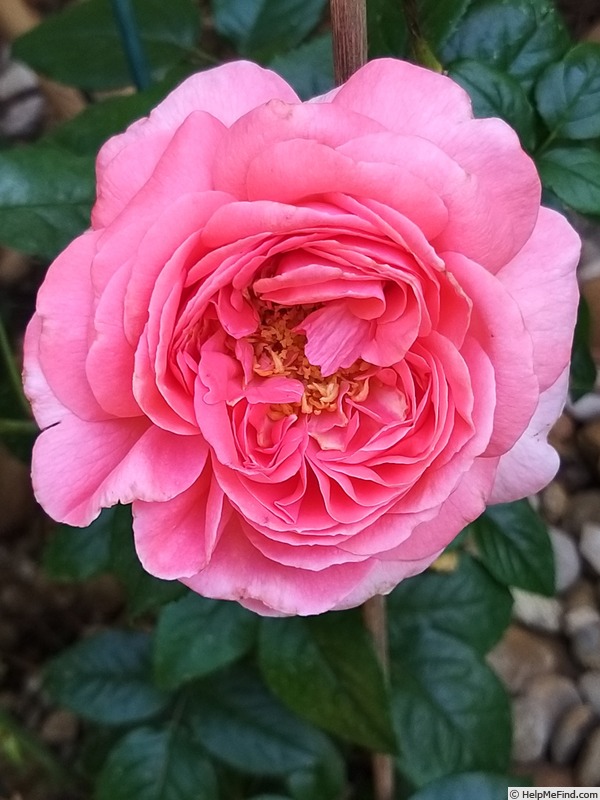 'Special Anniversary' rose photo