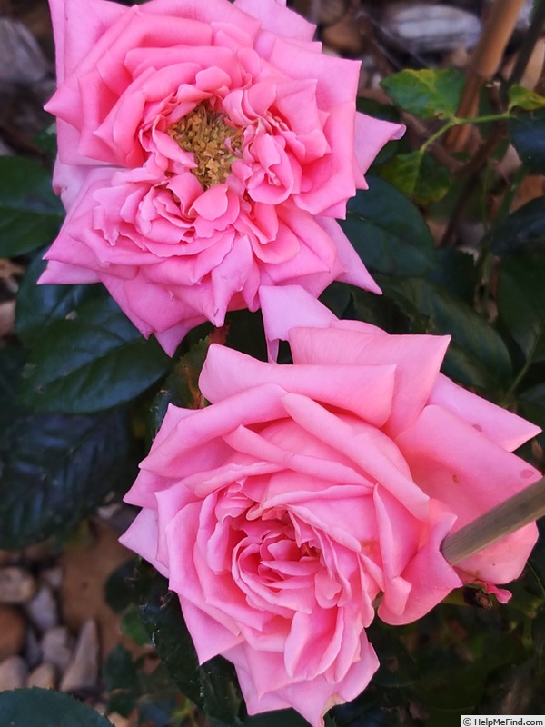 'Special Anniversary' rose photo