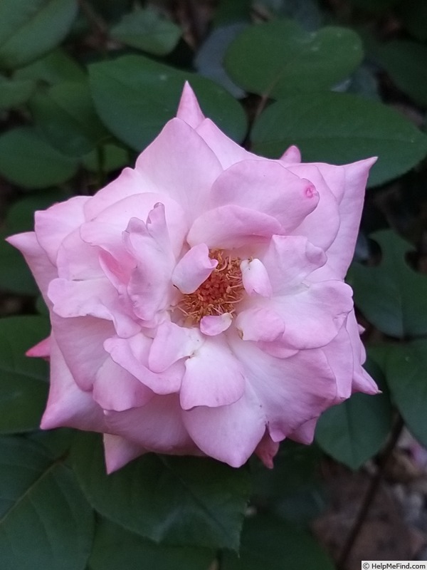 'Miss Lorraine' rose photo