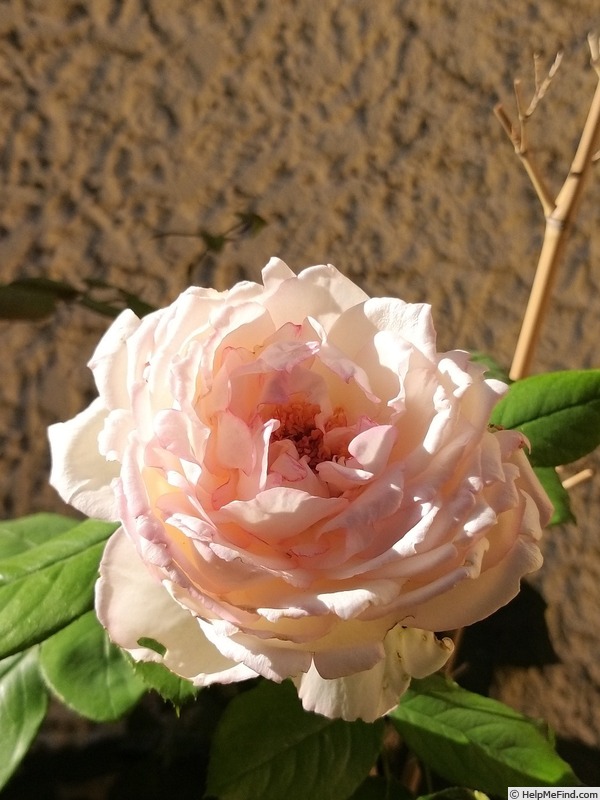 'Honoré de Balzac ®' rose photo