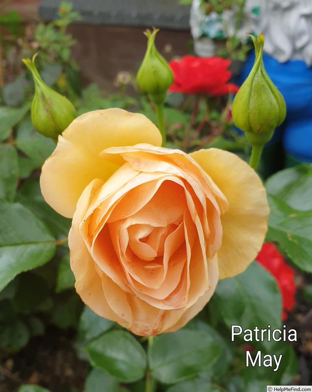 'Patricia May' rose photo