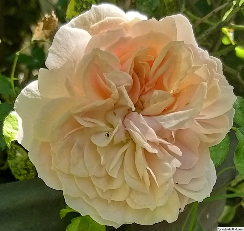 'Joie de Vivre (patio, Kordes 1997)' rose photo