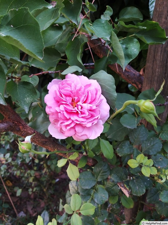 'Princess Alexandra of Kent' rose photo