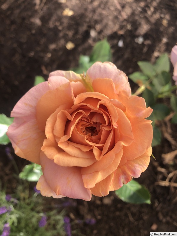 'Saggitarius ®' rose photo