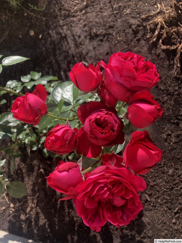 'Red Eden Rose' rose photo