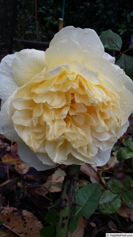 'The Poet's Wife ™' rose photo
