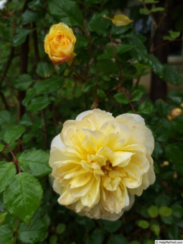 'The Poet's Wife ™' rose photo