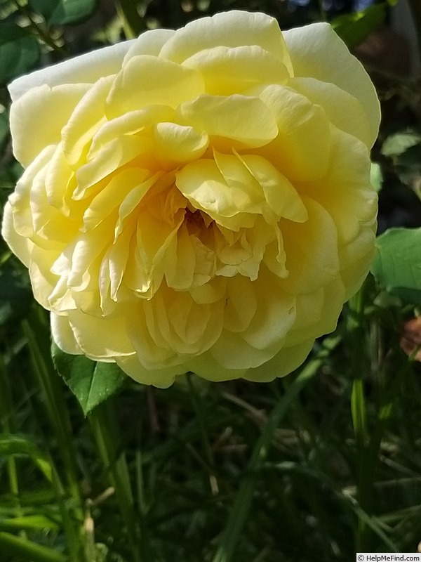 'The Poet's Wife ™' rose photo