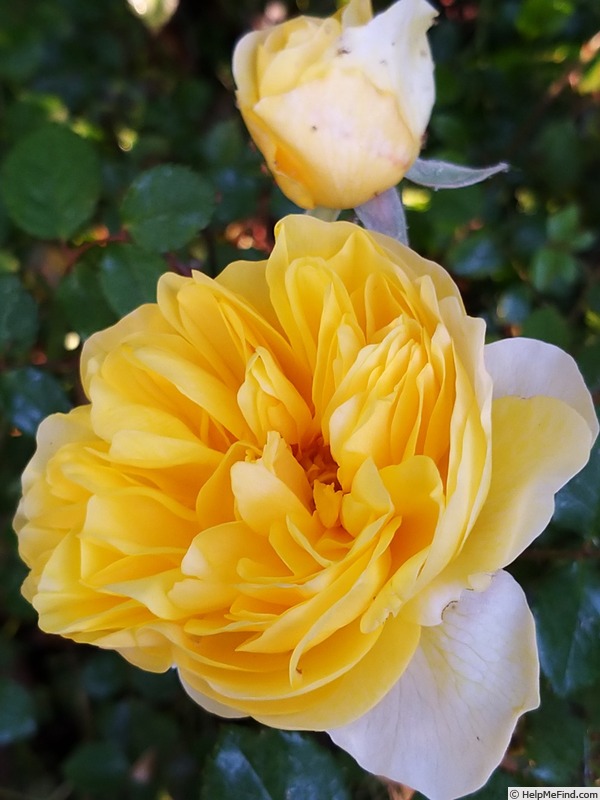 'The Poet's Wife ™' rose photo