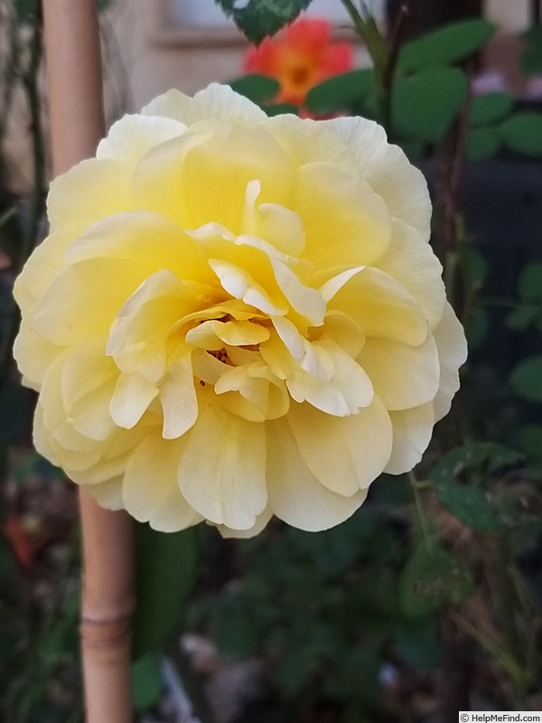 'The Poet's Wife ™' rose photo