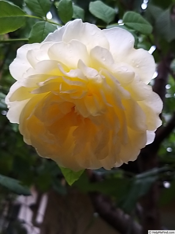 'The Poet's Wife ™' rose photo