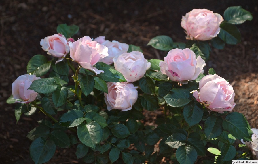 'Dylan Rose' rose photo