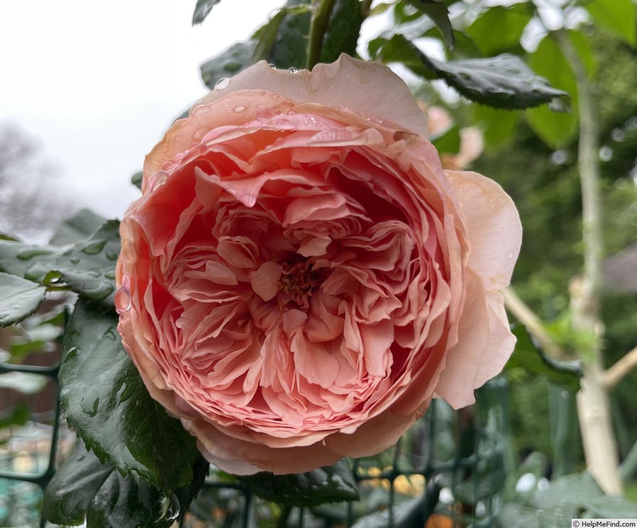 'Masora' rose photo