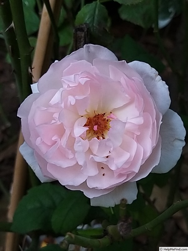 'Sharifa Asma ®' rose photo