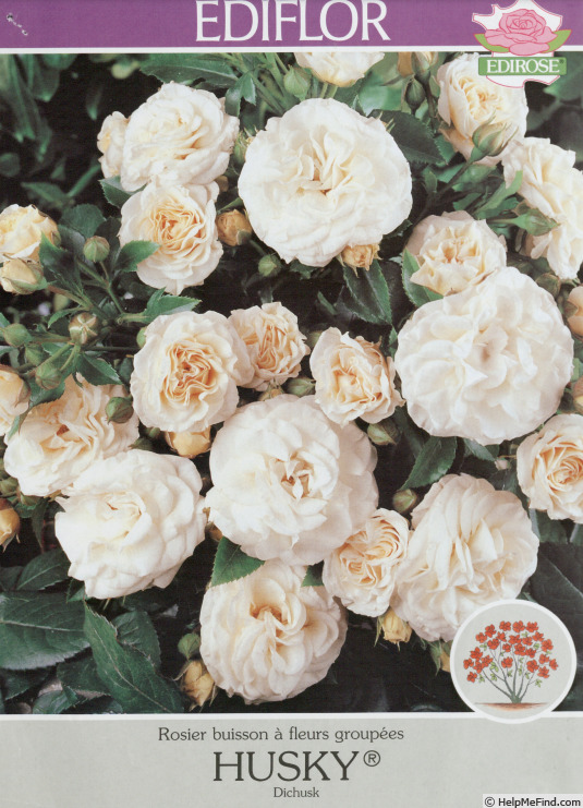 'Husky ®' rose photo