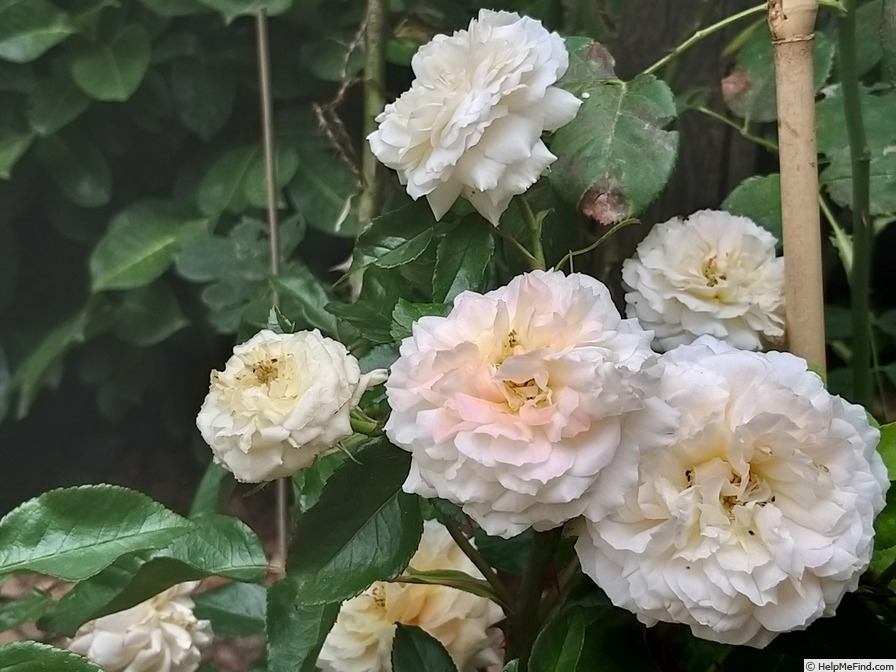 'Rose de Cornouaille ®' rose, click to enlarge 'Rose de Cornouaille ®' rose photo