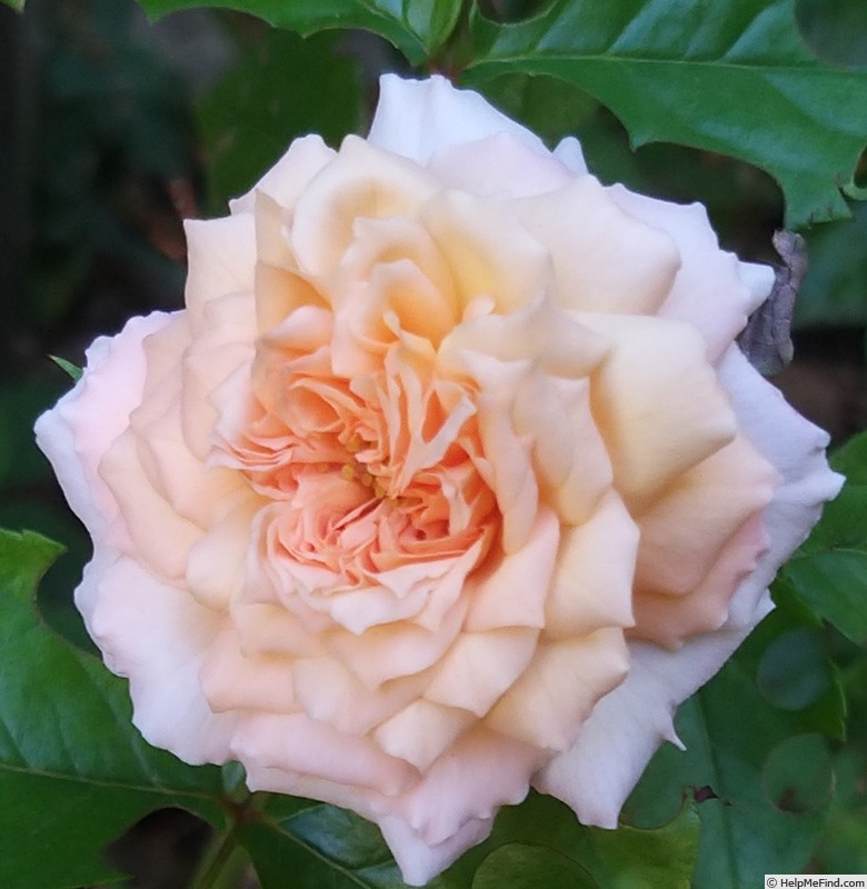 'Rose de Cornouaille ®' rose, click to enlarge 'Rose de Cornouaille ®' rose photo