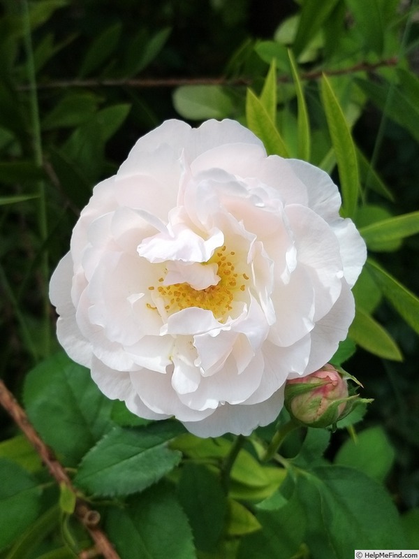 'Winchester Cathedral ®' rose photo