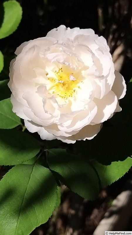 'Winchester Cathedral ®' rose photo