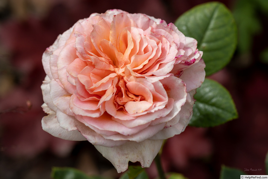 'Lady Capri ®' rose photo
