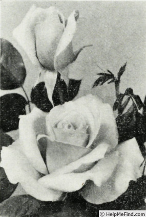 'Carina (hybrid tea, Meilland, 1963)' rose photo