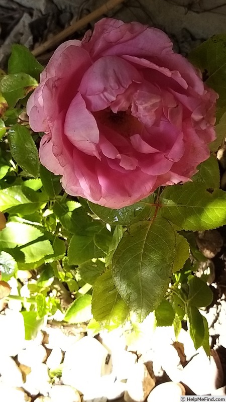 'Gérard Depardieu ®' rose photo