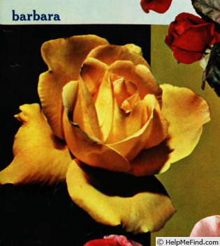 'Barbara (hybrid tea, Gaujard, 1960)' rose photo