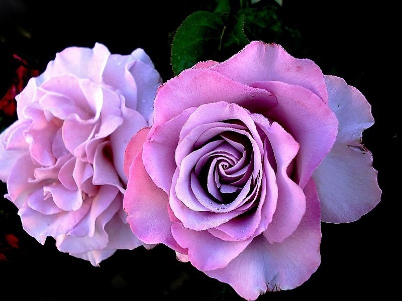 'Blue Girl® (hybrid tea, Sauvageot/NIRP, 2008)' rose photo