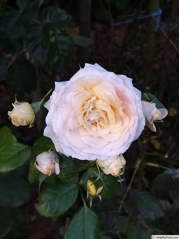 'Music Hall ®' rose photo