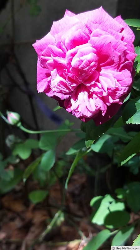 'William Shakespeare 2000 ™ (shrub, Austin 1994)' rose photo