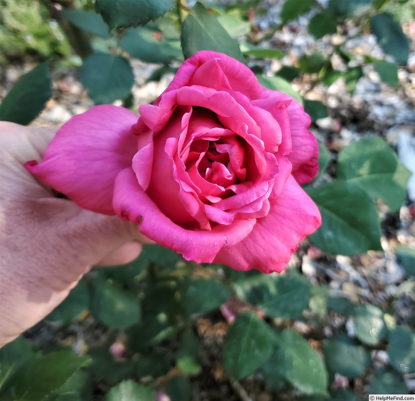 'Babe Ruth (hybrid tea, Howard, 1950)' rose photo