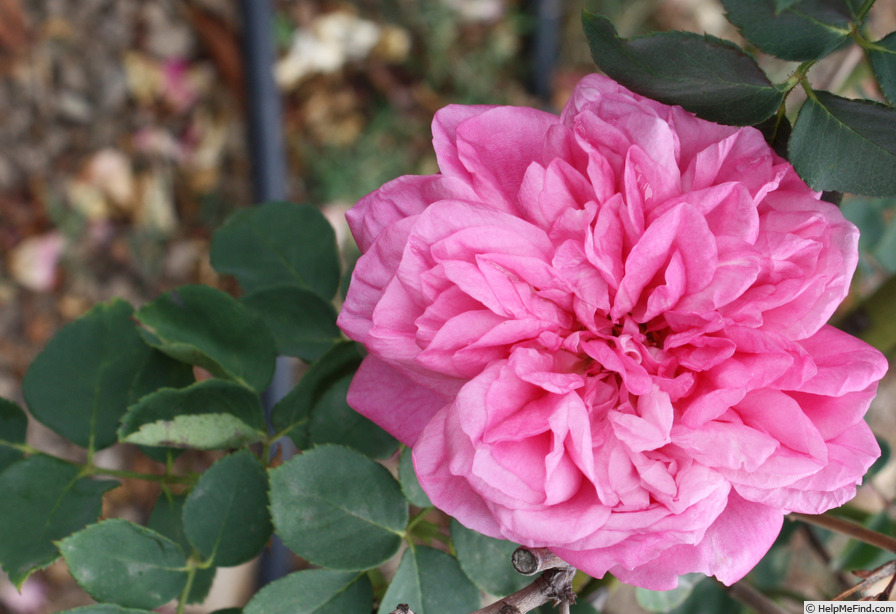'Leveson Gower' rose photo