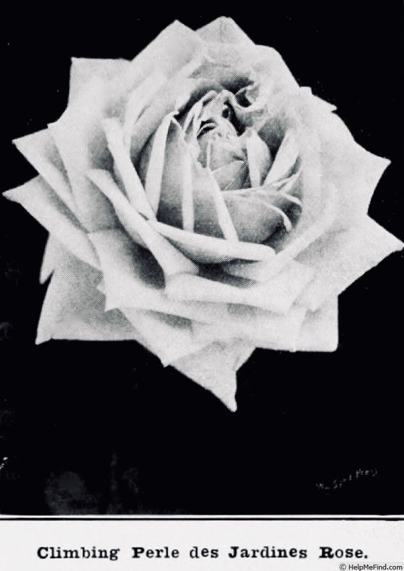 'Climbing Perle des Jardins' rose photo