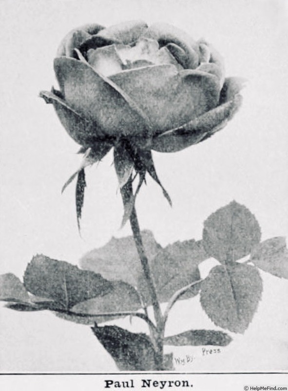 'Paul Neyron (Hybrid Perpetual, Levet, 1869)' rose photo