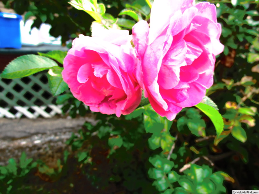 'Polar Sun ®' rose photo