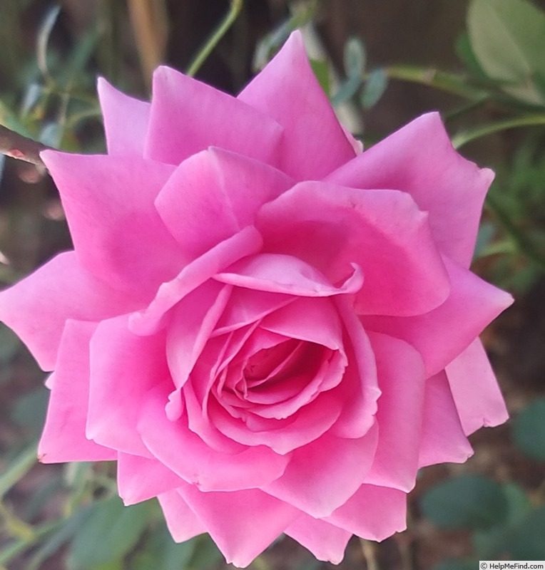 'Claire Marshall' rose, click to enlarge 'Claire Marshall' rose photo