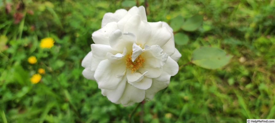'Andenken an Johannes Gehlhaar' rose photo