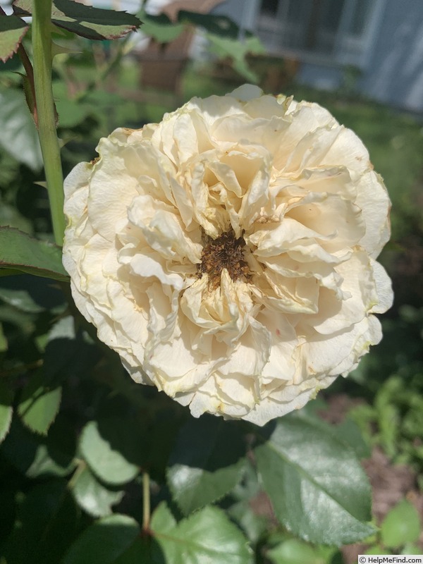 'Peach Perfection' rose photo