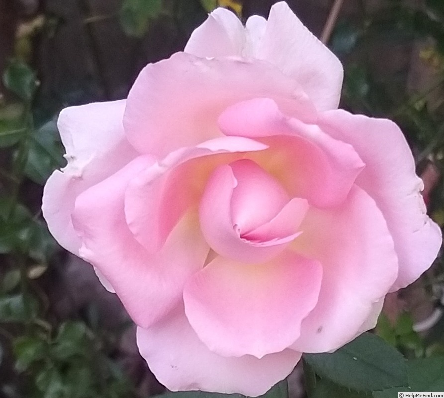 'Gérard Depardieu ®' rose photo