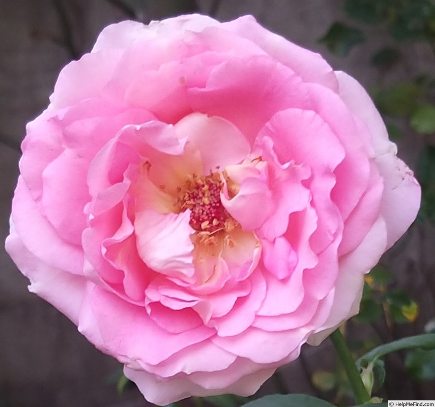 'Gérard Depardieu ®' rose photo