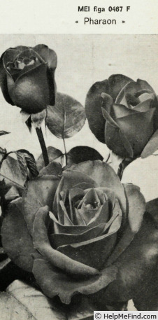 'Pharaon (hybrid tea, Meilland, 1967)' rose photo