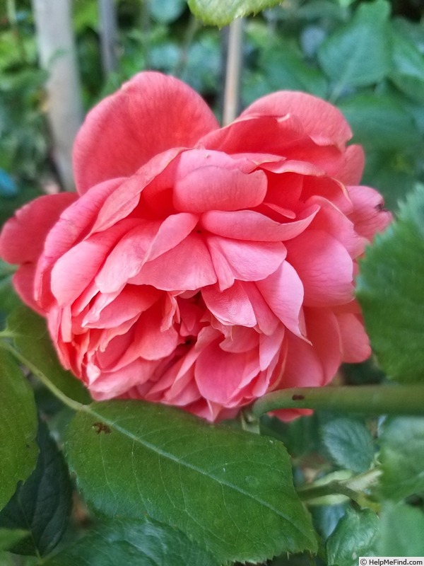 'Summer Song (shrub, Austin 2005)' rose photo