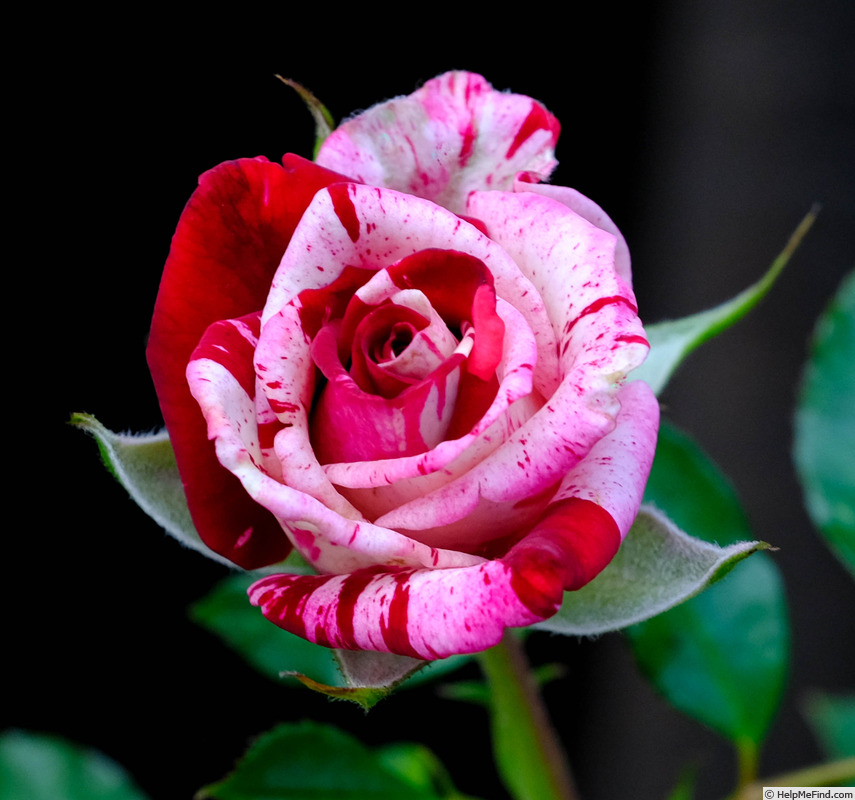 'Strawberry Kisses' rose photo