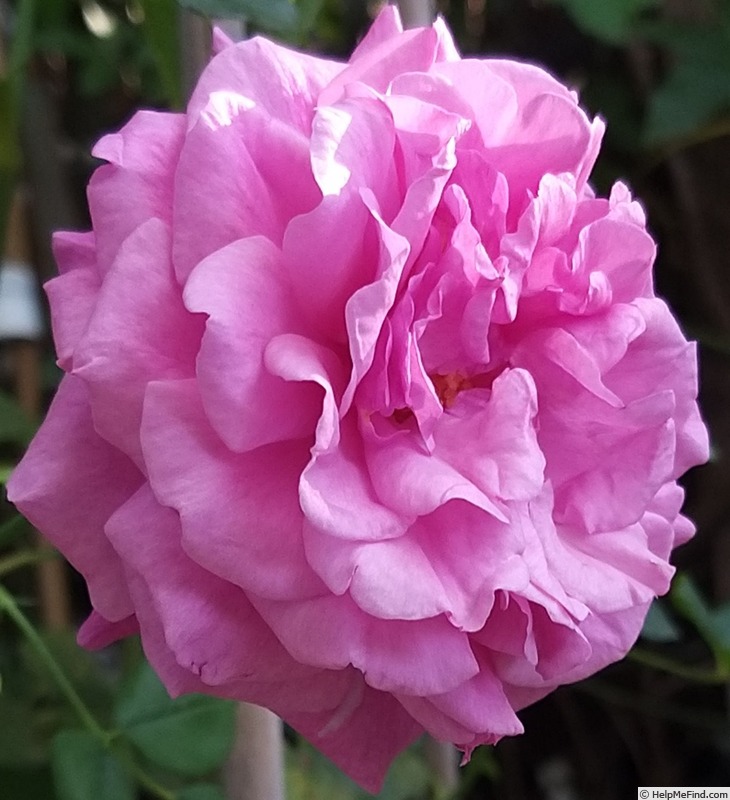 'Kaffe Fasset ™' rose photo